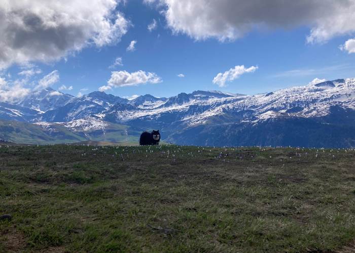 Randonnée avec mon chien