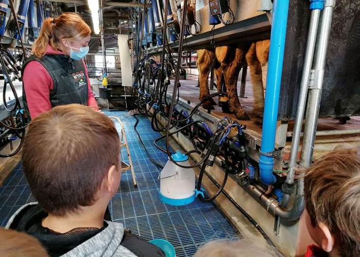 Découverte de la traite des vaches