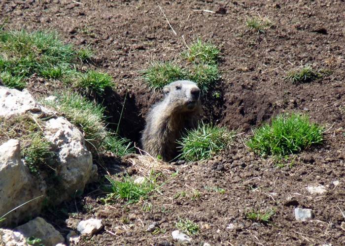La colline aux marmottes