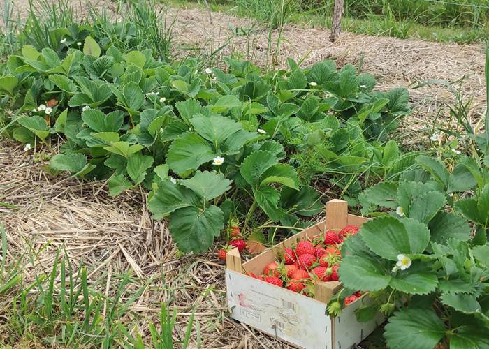 Les fraises de notre jardin pour le petit déjeuner-page