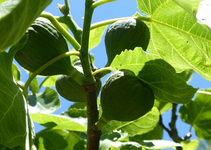 Figues du jardin