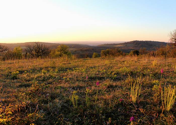 Causse et orchidées pyramidales OTGF LBerton