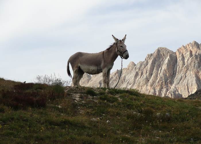 Randonnée avec un âne