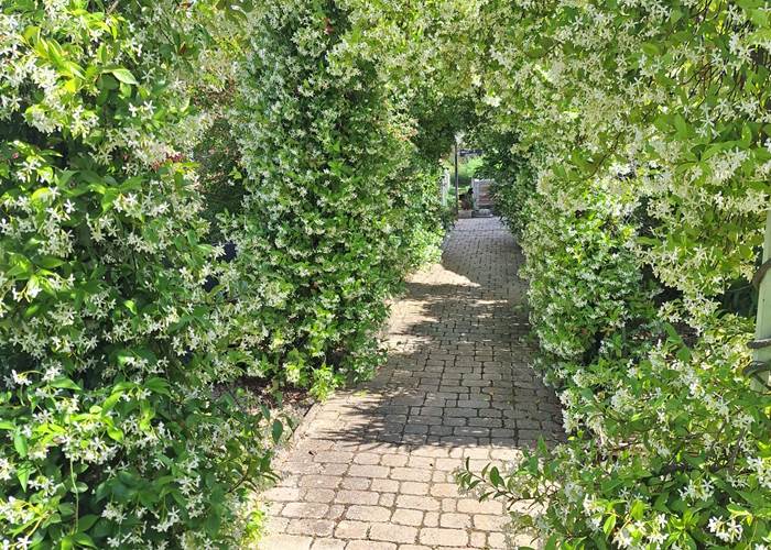 Jardin d'Alcinoos