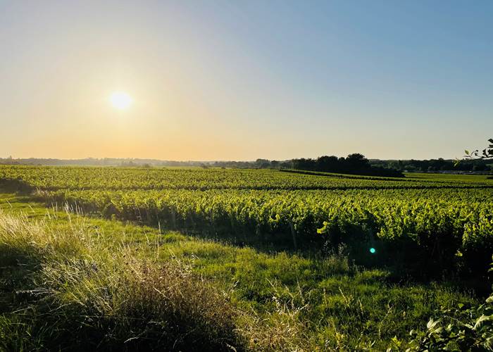 Les Vignes de Gaillarde