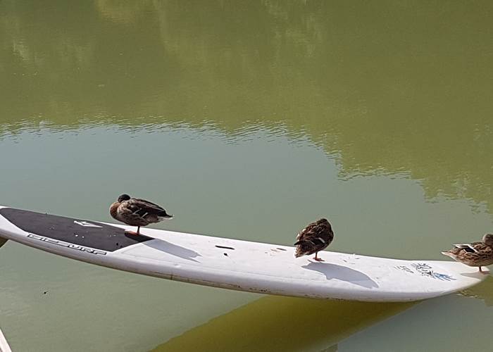 canards
