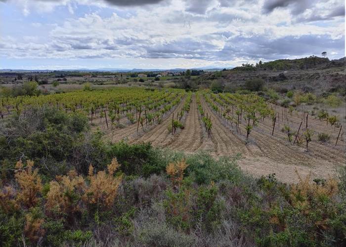 Balade dans les vignes de Mailhac