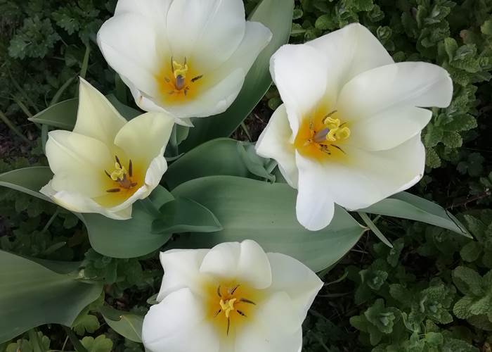 Jardin 8