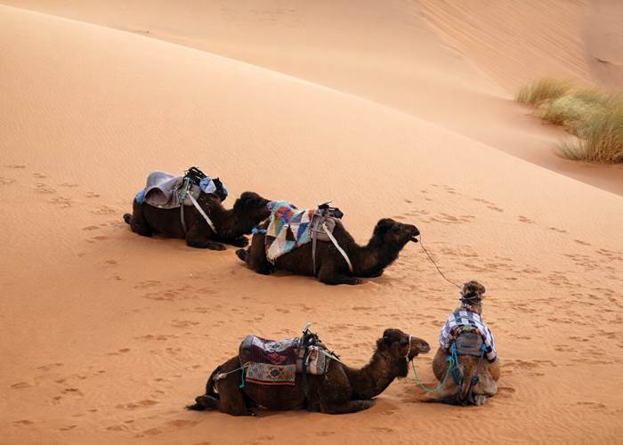 Le repos des dromadaires