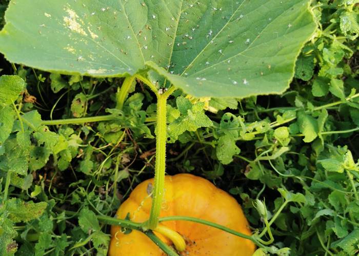 Jeune citrouille sous sa feuille parasol