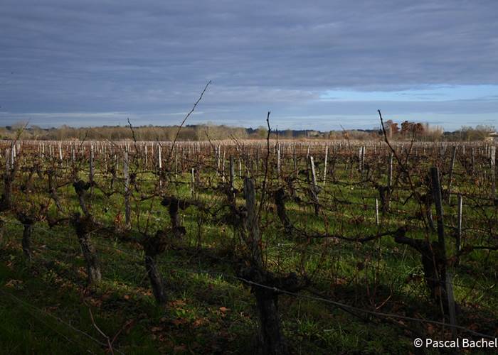 Pied de vigne, cépage, nature, biodynamie, vignoble