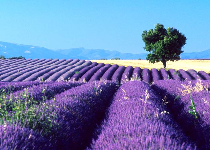Champs de lavende, Lavender fields, Lavendelfelder,