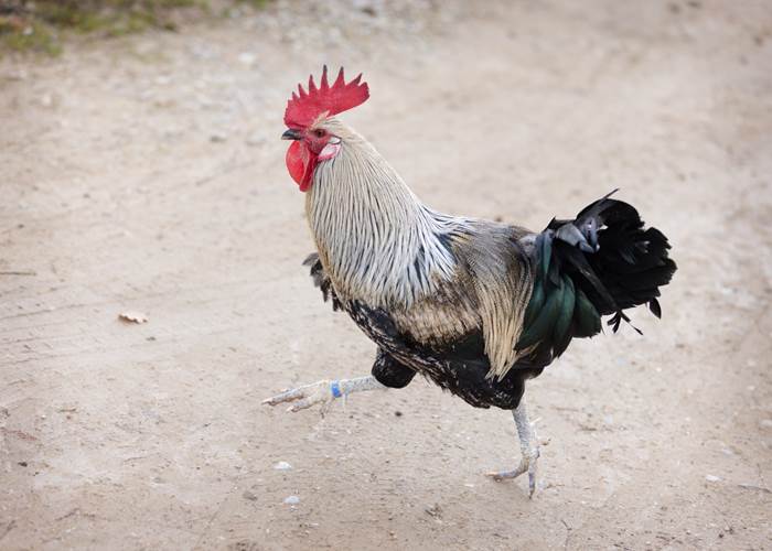 Mr le coq de pêche