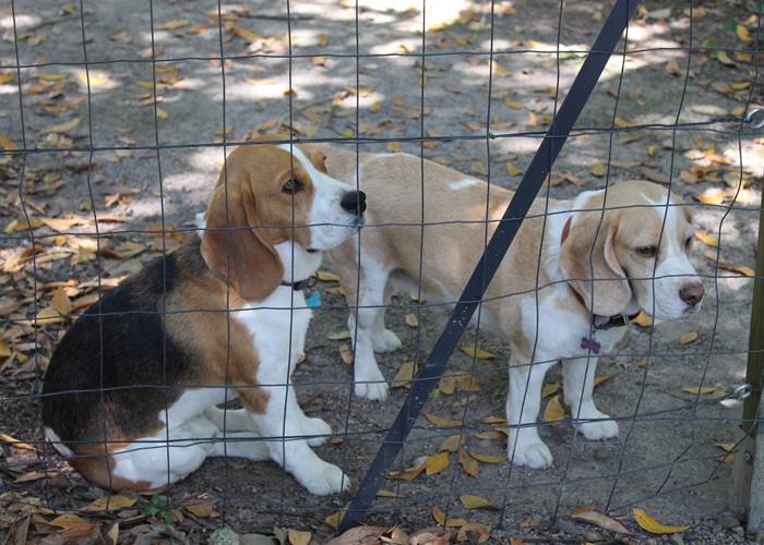 beagles