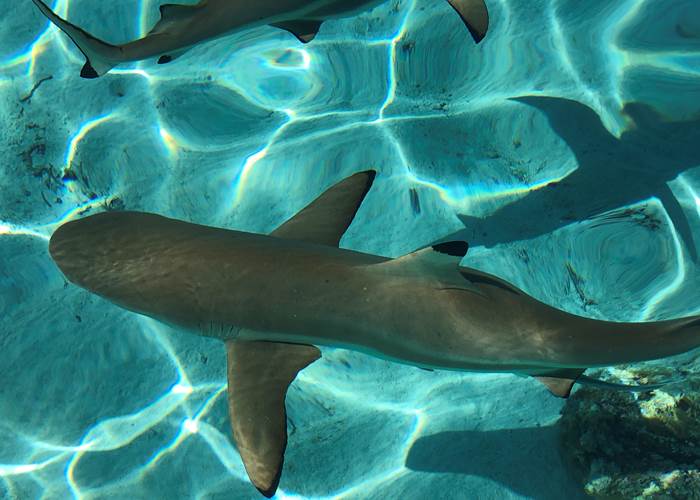 Requins à pointe noire