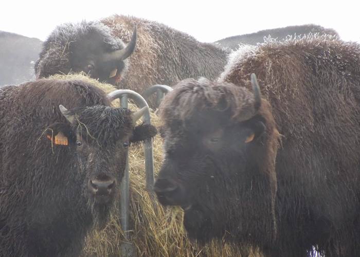 Les bisons de Recogne