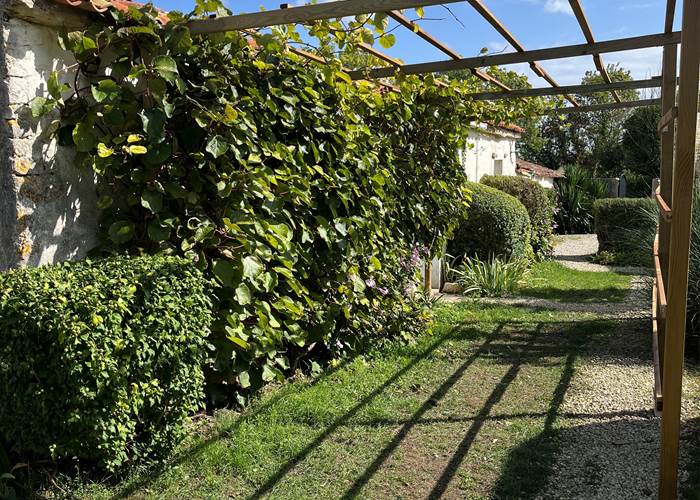 Pergola kiwis