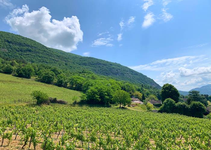Balade dans les vignes