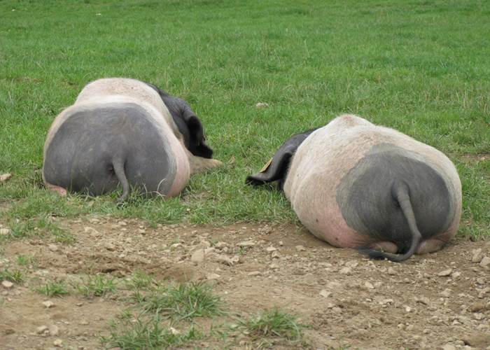 Animaux_cochons basques 2