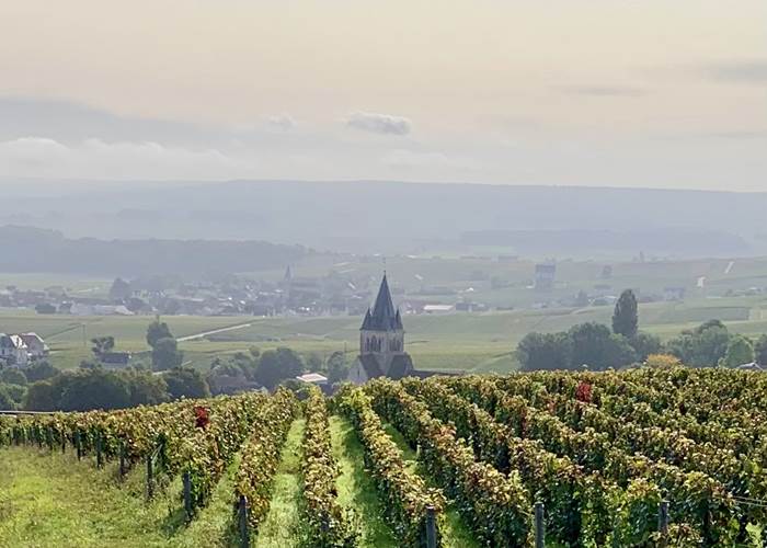 Découverte du vignoble de Champagne - Les Suites Champenoises