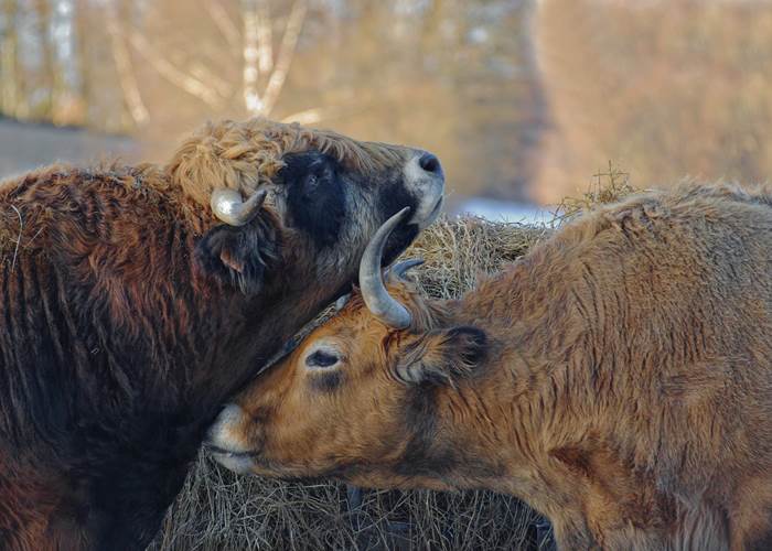 Vaches dans les prairies