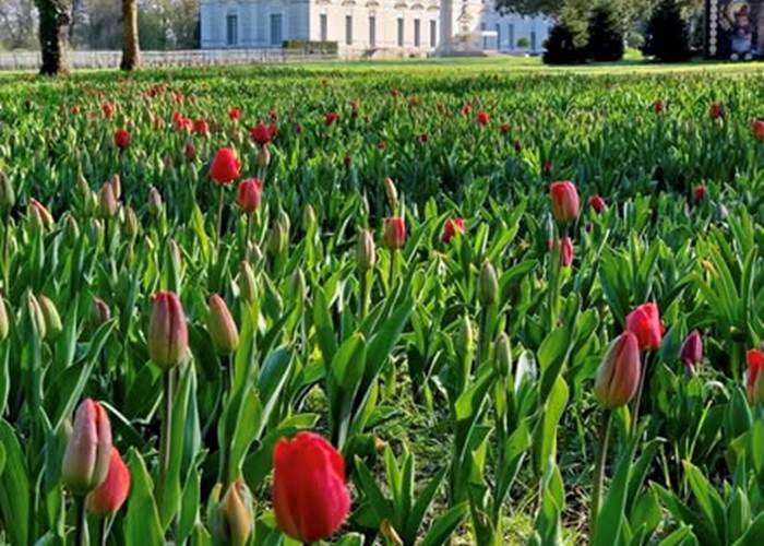 Chateau de Cheverny