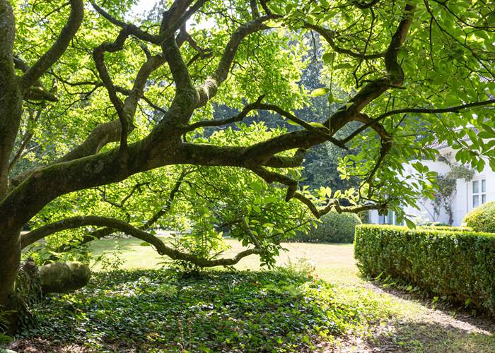 le vénérable magnolia