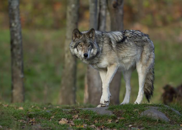 Loup nature natura 2000 animaux faune correze