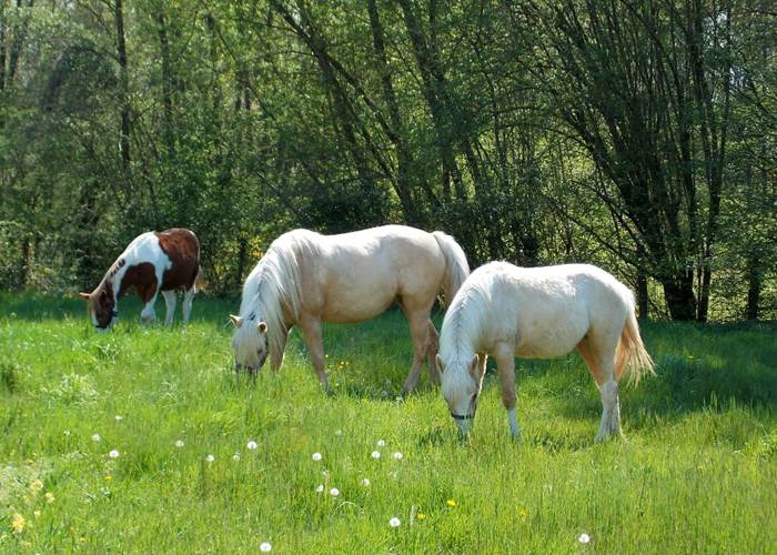 Domaine du Gué du Roi Nourrir les Chevaux
