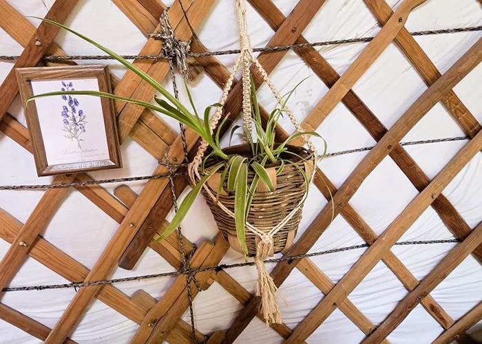 Plante suspendue de la Petite Yourte