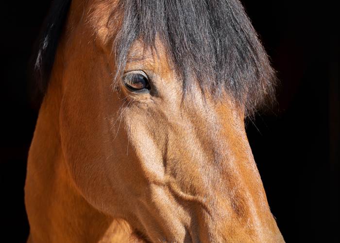 chambresdhote-cheval-animaldecompagnie-correze
