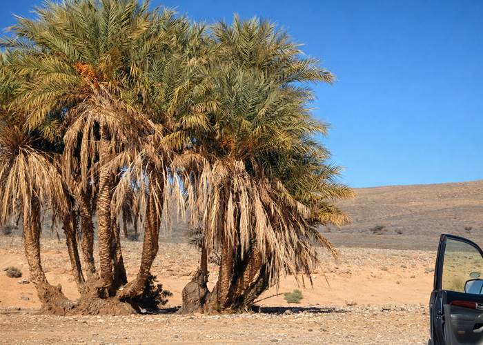 Petite pause près des palmiers-dattiers