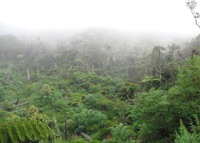 Forêt de la Plaine des Chicots