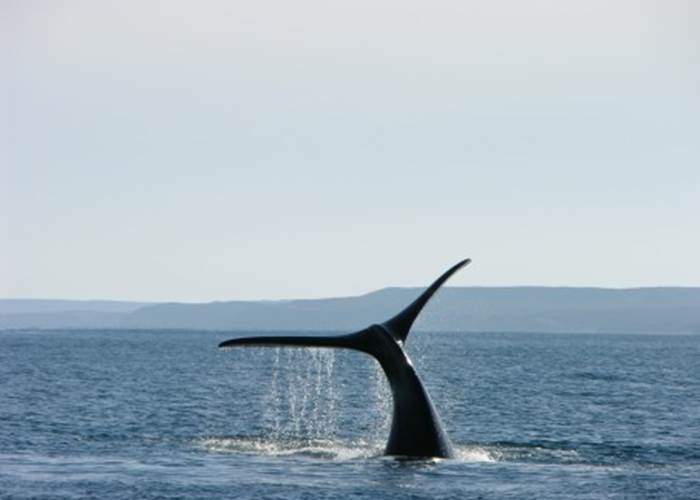 croisière aux baleines