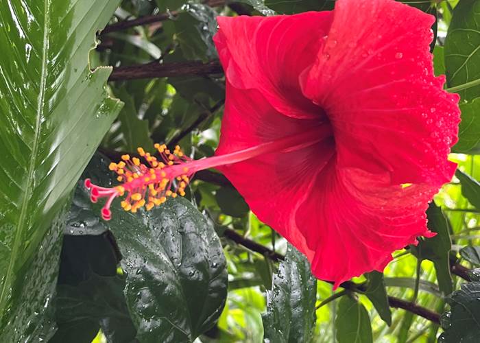 fleur d'hibiscus