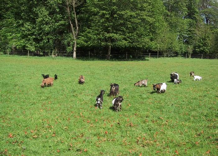 Château de Behen Chèvres