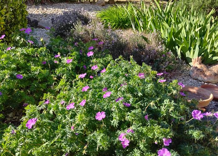 Le printemps est de retour au gîte et chambres d'hôtes "Le Coq du Nord Mailhac"
