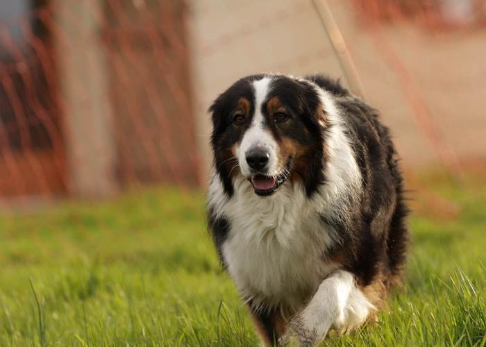 Lungo, un de nos chiens médiateurs