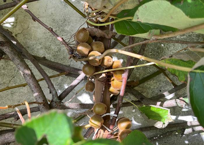 Baby kiwi