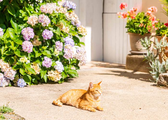 wynnie, Chat des Bois-page
