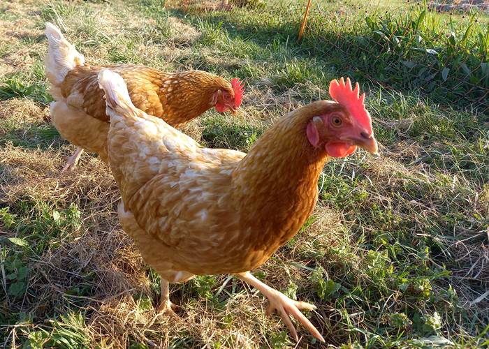 Les championnes de la ponte