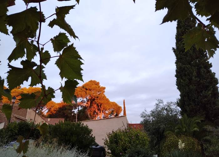 Sublimes couleurs automnales à Le Coq du Nord-Mailhac