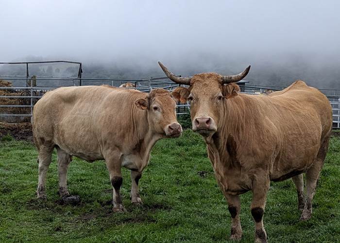 vaches-segala-saisonnee-elevage-nature-proximite-centres-aveyron.jpg
