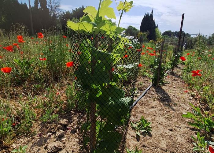 le vignoble IGP Alpilles
