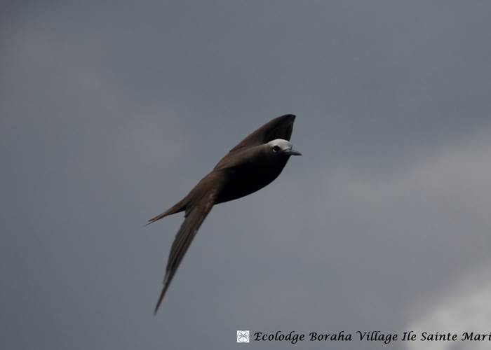 Ilôts de Sable Ile Ste Marie Madagascar 16