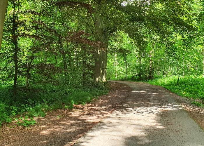 un passage dans le bois ...