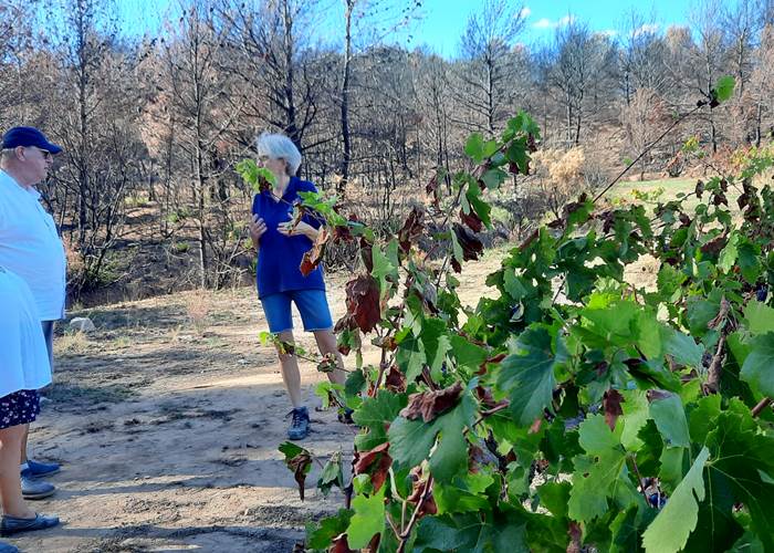 balade dans les vignes