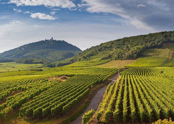 Vignoble de Gaillac dans le Tarn