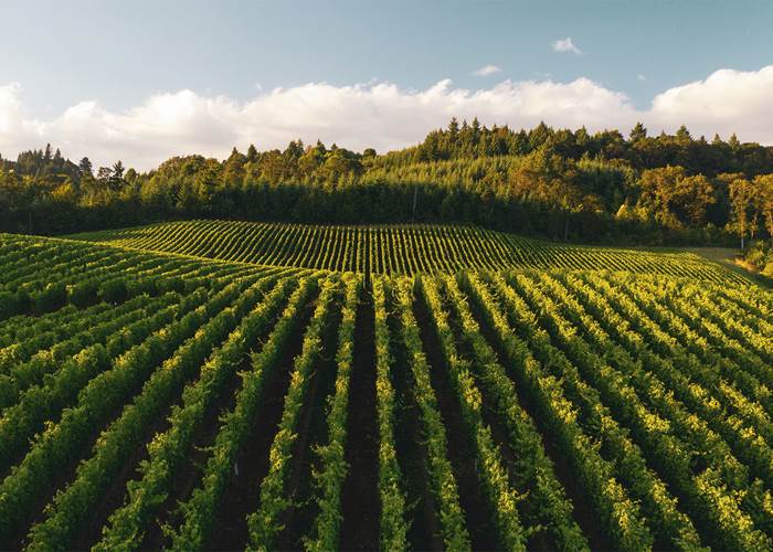 La route des Vins - randonnée en Bourgogne