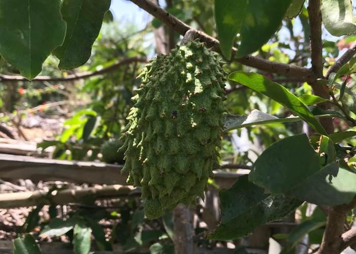 Iguane House villas & Micro Spa corossol du verger